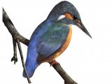 Kingfisher (Alcedo atthis) BD0358