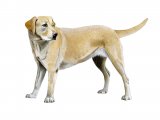 Labrador Dog (Canis lupus familiaris) M010