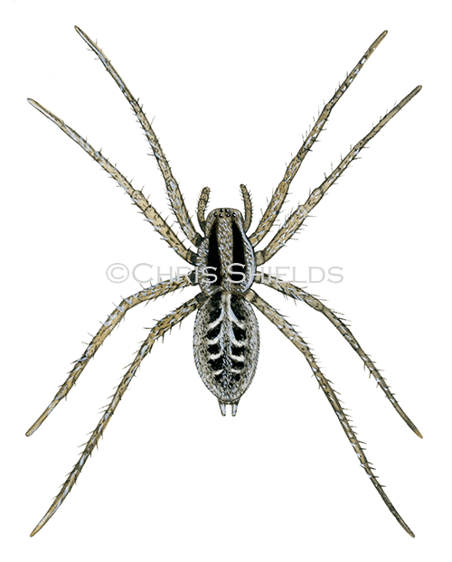 Labyrinth Spider (Agalena labyrinthica) OS001
