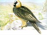 Lammergeyer or Bearded Vulture (Gypaetus barbatus) BD0523