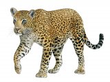 Leopard (Panthera pardus) M003