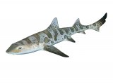 Leopard Shark (Triakis semifasciata) F002