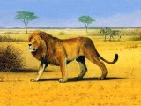 Lion, Panthera leo, Lion (Panthera leo) M004