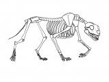 Lion Skeleton (Panthera leo) M003