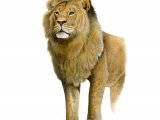 Lion, Panthera leo, Lion (Panthera leo) M005