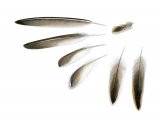 Little Stint feathers (Calidris minuta) BD089