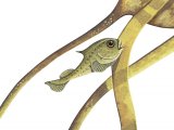F128 - Lumpsucker juvenile(cyclopterus lumpus)