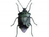 Lurid Shield Bug (Troilus luridus) IN001