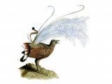 Lyrebird (Menura novaehollandiae) BD029