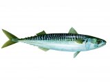 F136 - Mackerel (Scomber scombrus