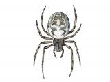 Marbled Orb-weaver Spider (Araneus marmoreus) OS006