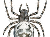 Marbled Orb-weaver Spider (Araneus marmoreus) OS006