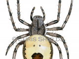 Marbled Orb-weaver Spider (Araneus marmoreus var. pyramidatus) SP0058