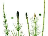 Marsh Horsetail (Equisetum palustre) Left. Water Horsetail   (E. fluviatile) right. BT0251