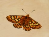 MU036 - Marsh Fritillary Butterfly painting in the Duart carriage