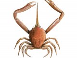 Masked Crab (Corystes cassivelaunus) OS001