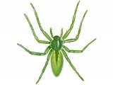 Green Huntsman Spider female (Micrommata virescens) OS001