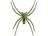 Green Huntsman Spider male (Micrommata virescens) OS002
