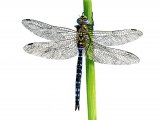 Dragonfly (Migrant Hawker) Aeshna mixta IN001