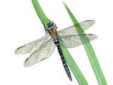 Dragonfly (Migrant Hawker) Aeshna mixta IN002