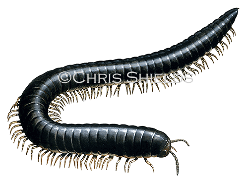 Millipede (Tachypodoiulus niger) TA0018