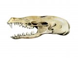 Mole Skull (Talpa europaea) M003