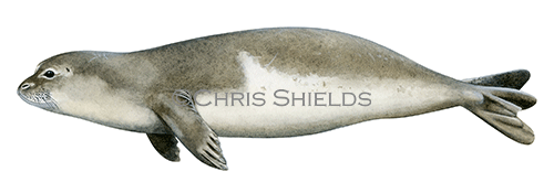 Monk Seal (Monachus monachus) M0024