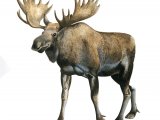 Moose (Alces alces) M001