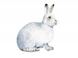 Mountain Hare (Lepus timidus) M004