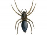 Mouse Spider (Scotophaeus blackwalli) OS001