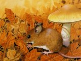 Wood Mouse (Apodemus sylvaticus) M003