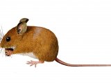 Wood Mouse (Apodemus sylvaticus) M004