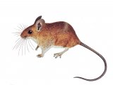 Mouse - wood (Apodemus sylvaticus) M007