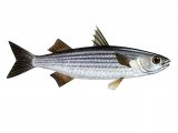 F141 - Mullet (Thick-lipped) Chelon labrosus
