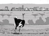 Ostrich (Struthio camelus) in Nairobi BD001