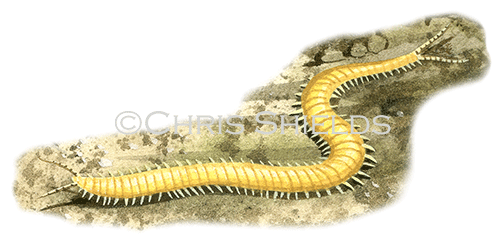 Narrow-bodied Centipede (Haplophilus sp.) TA008