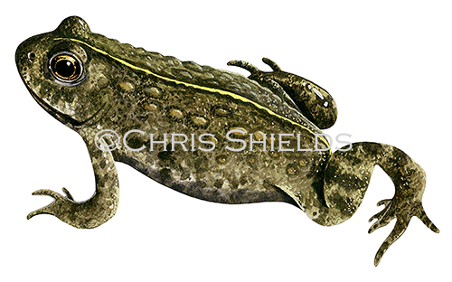 Natterjack Toad (Epidalea calamita) RA162