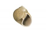Necklace Shell (Polinices catenus) OS001