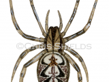 Neoscona adianta Spider SP0037