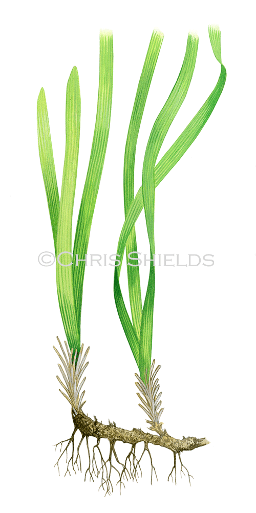 Neptune Grass (Posidonia oceanica) BT0335