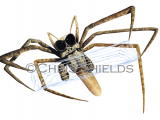 Net Casting Spider (Dinopis spp), SP0026
