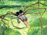 Net Casting Spider (Dinopis spp), SP0027