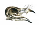 Nightjar Skull (Caprimulgus europaeus) BD0146