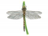 Dragonfly (Norfolk Hawker) Aeshna isosceles IN001
