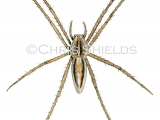 Nursery Web Spider (Pisaura mirabilis) SP00612