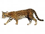 Ocelot (Leopardus pardalis) M002