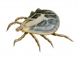 Ornate Cow Tick (Dermacentor reticulatus) fed male OS002