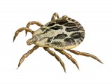 Ornate Cow Tick (Dermacentor reticulatus) un-fed male OS004