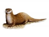 Otter (Lutra lutra) M005