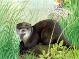 Otter (Lutra lutra) M006